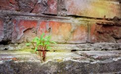 Determination is a key trait of successful leaders
